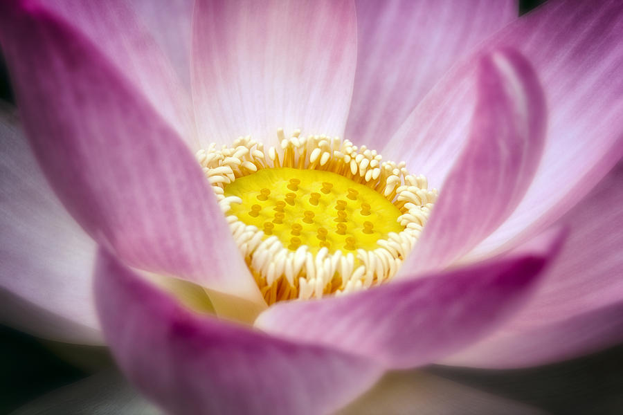 Lotus Up Close Photograph by Robert Fawcett - Pixels