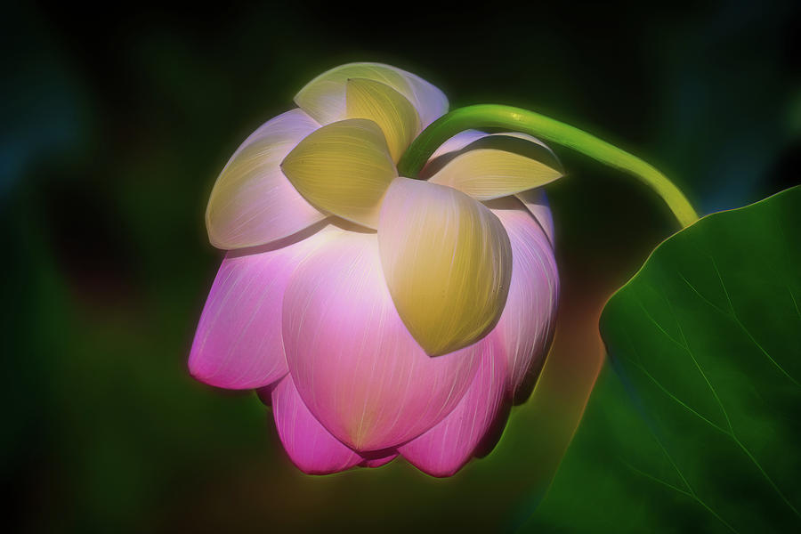 Lotus, Upside Down  Photograph by Cindy Lark Hartman