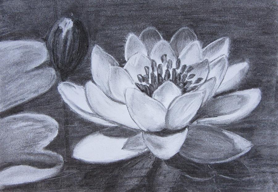 Lotus Drawing by Vesna Martinjak