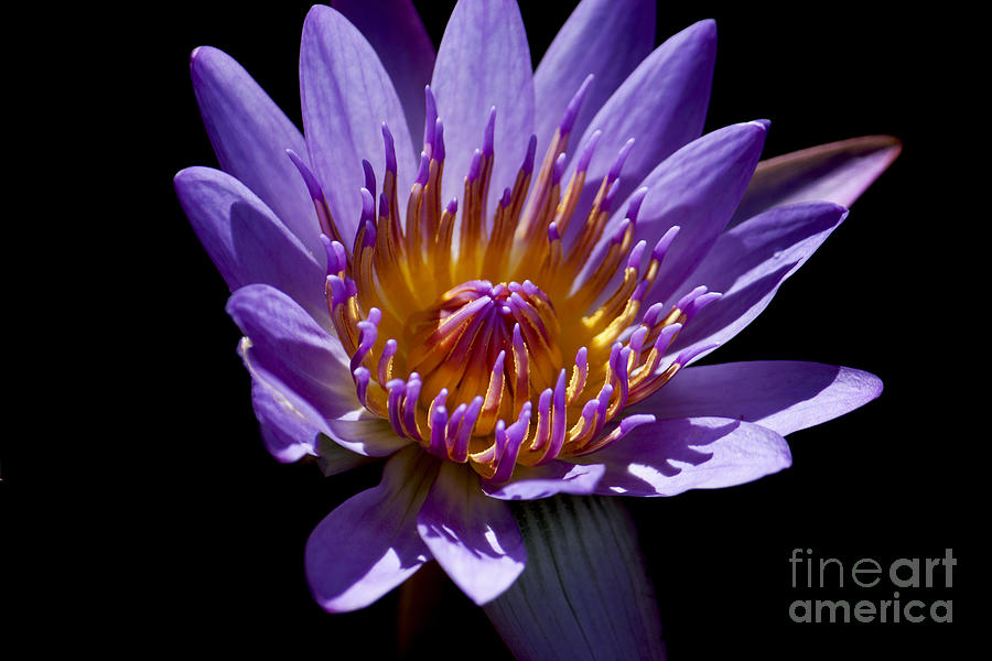 Lotus Water Lily Photograph by Ivete Basso Photography