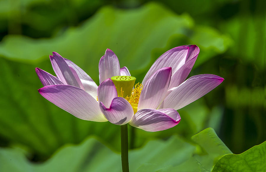 Lotus Photograph by William Bitman