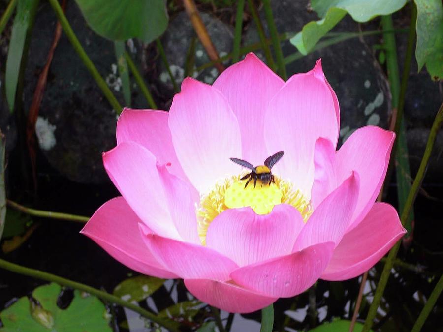 Lotus with Bee Photograph by Alex Florschutz