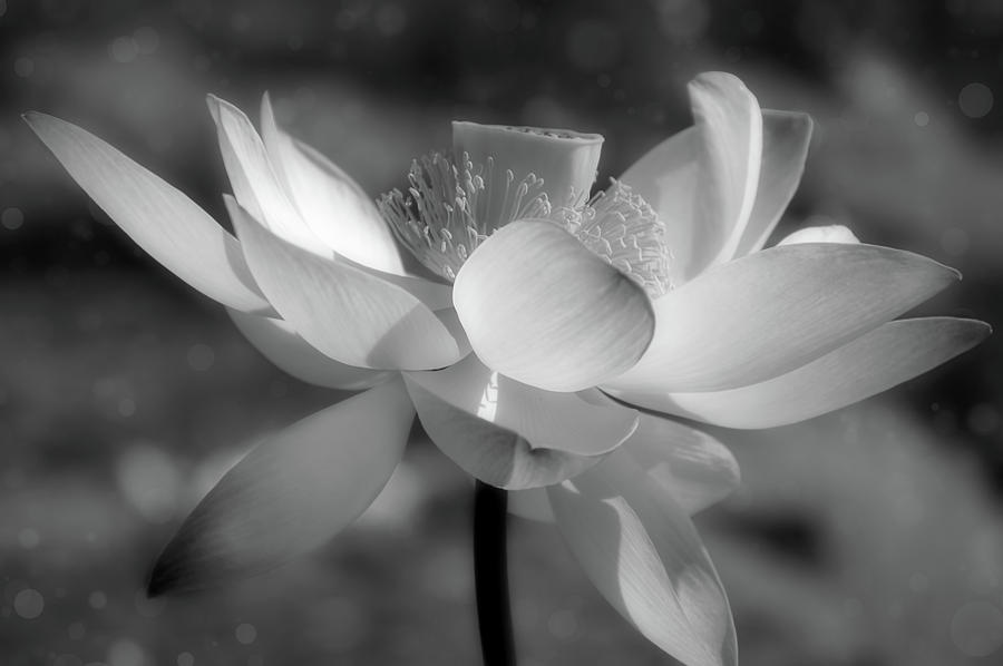 Lotus With Bokeh Black And White Mixed Media