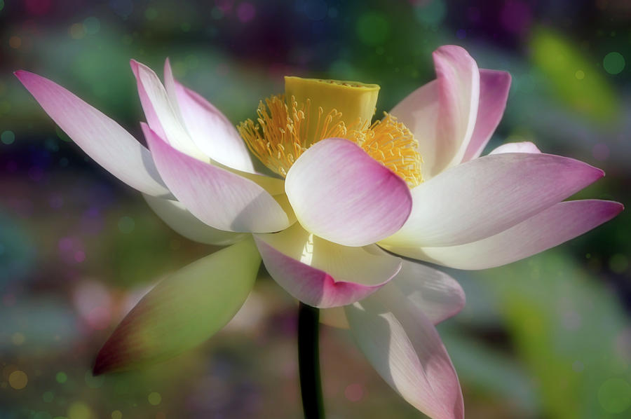 Nature Photograph - Lotus With Bokeh by Georgiana Romanovna