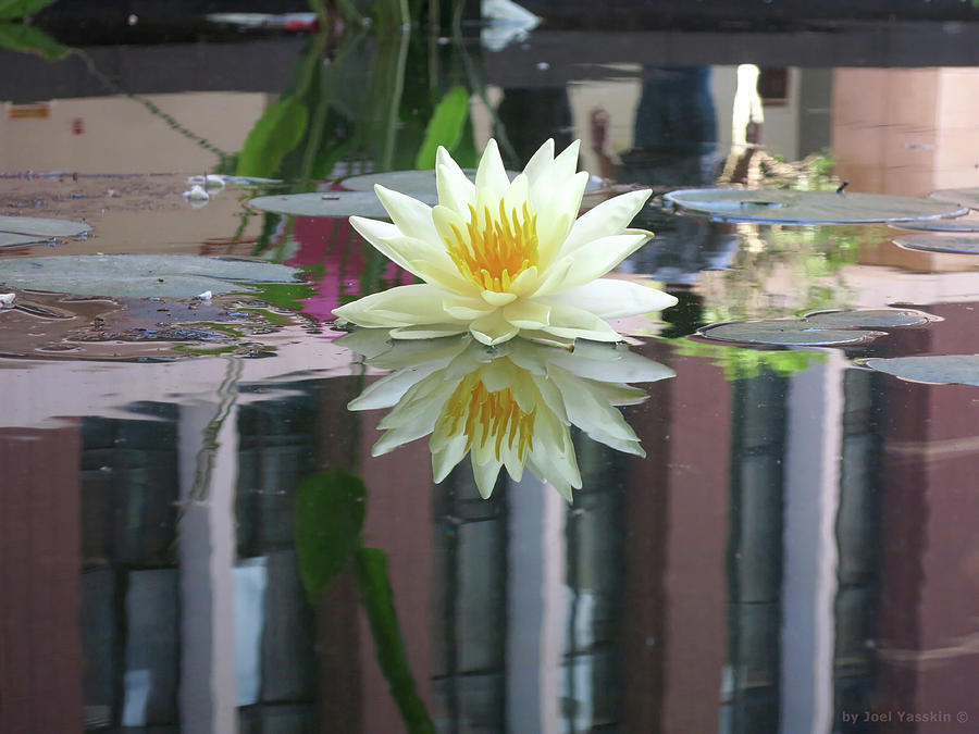 Lotus with Building by Joel Yasskin Lotus with Building by Joel Yasskin