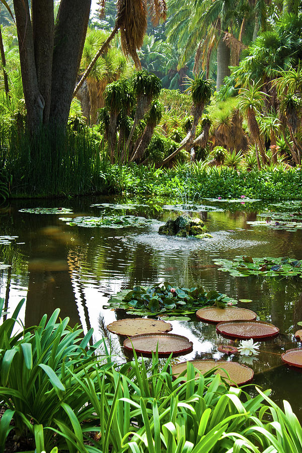 Lotusland Pond Photograph by Roger Mullenhour