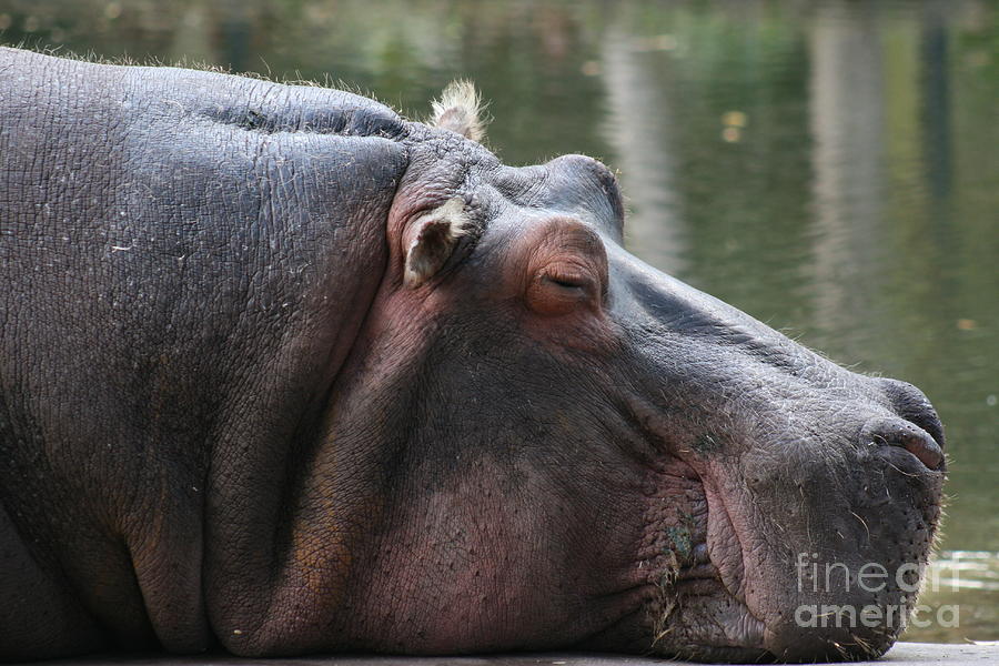 Hippopotamus Photograph - Lou basking in the sun by Lynn Jackson