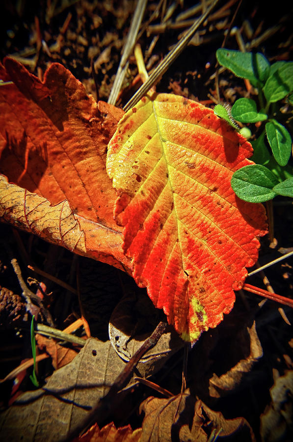 Loud Leaf Photograph by Adria Trail