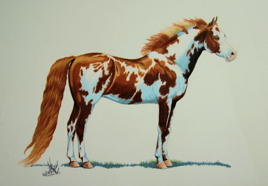 Loud Overo American Paint Quarter Horse Drawing by Cheryl Poland Pixels