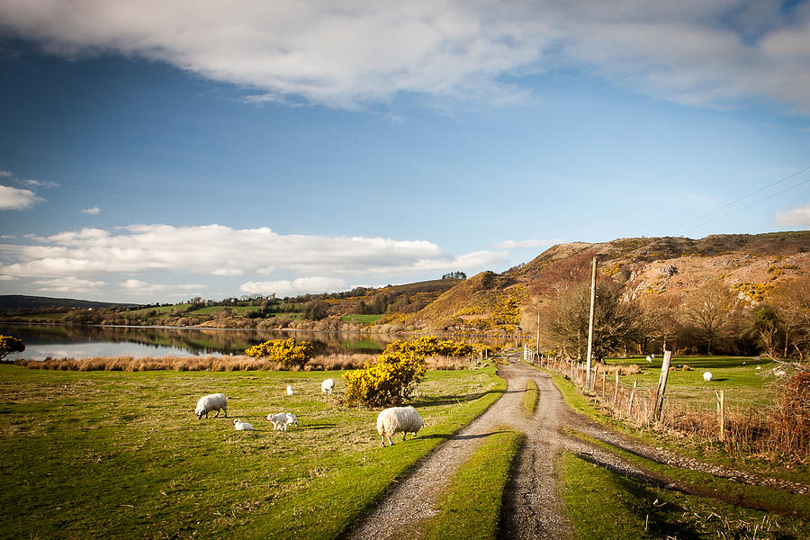 Sheep Photograph - Lough Guitane Sheep by Mark Callanan
