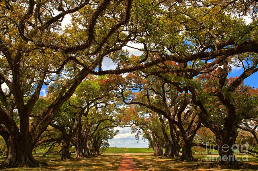 Louisiana Avenue Of The Oaks Photograph by Adam Jewell