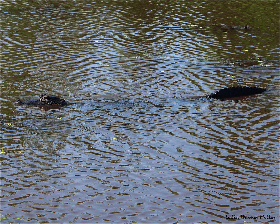 Louisiana Bayou Gator 62 Photograph by Lydia Miller | Fine Art America