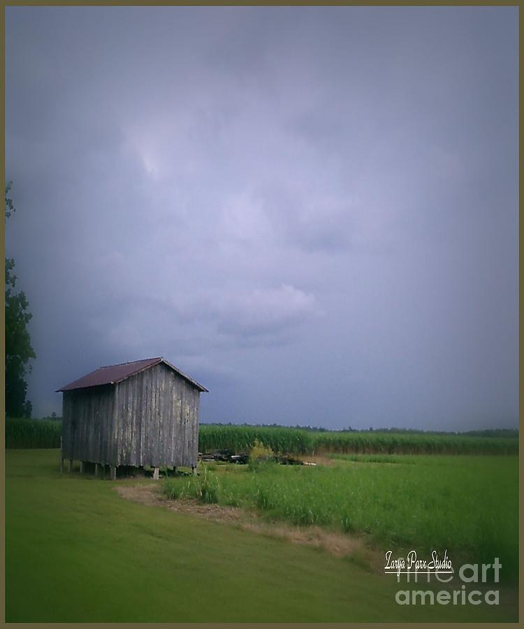 Landscape Photograph - Louisiana Cane Fields by Zarya Parx  Studio
