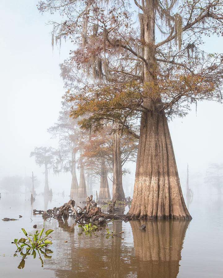 Louisiana Cypress Swmp on a Foggy Morning Two by Bill Swindaman Louisiana Cypress Swmp on a Foggy Morning Two by Bill Swindaman