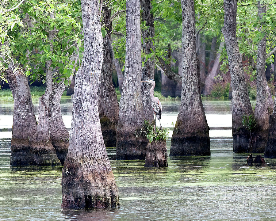 Louisiana Egret Photograph by Cecil Fuselier