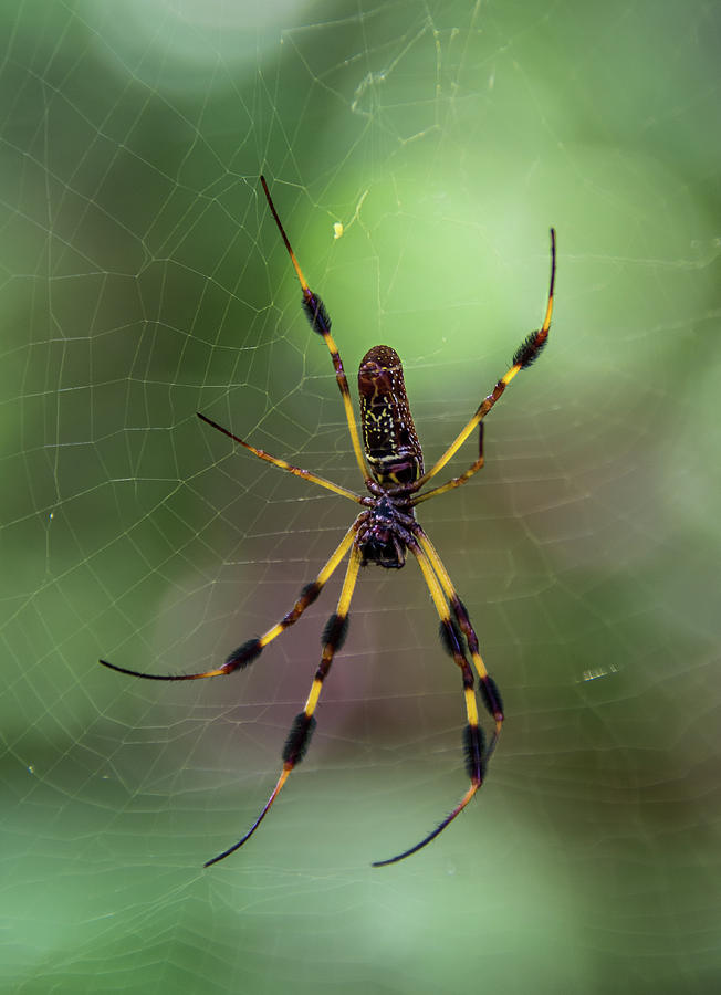 Louisiana Golden Silk Orbweaver Spider in the Bayou Photograph by Cary ...