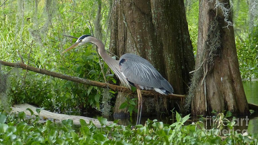 Louisiana Great Blue Heron Photograph By Martin Veselich - Fine Art America