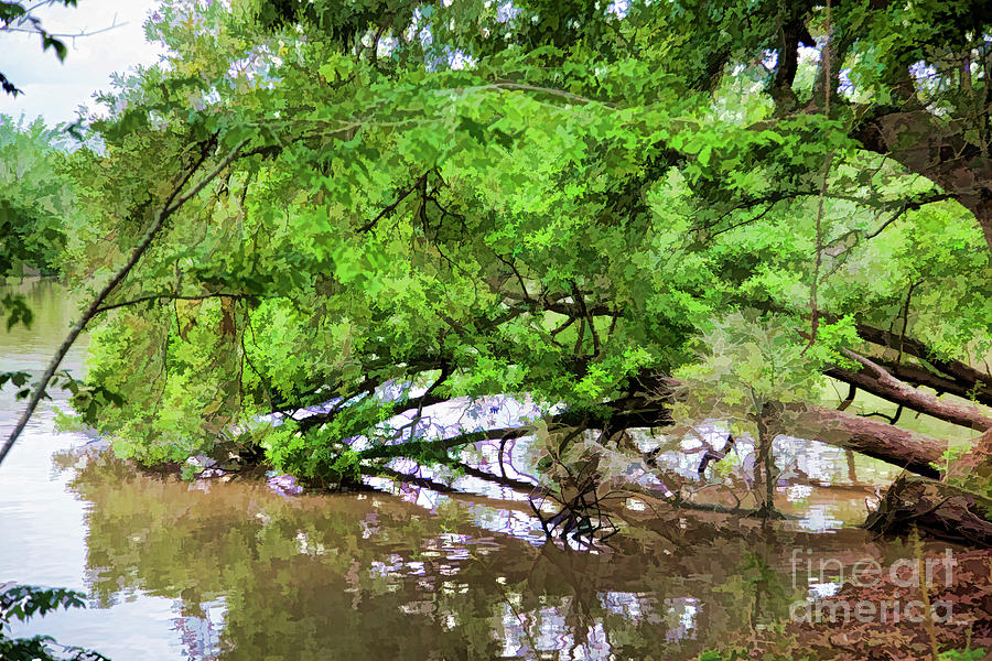 Louisiana Jefferson Lake Trees  Photograph by Chuck Kuhn