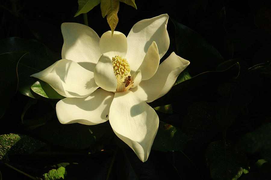 Flower Photograph - Louisiana Magnolia by Ronald Olivier
