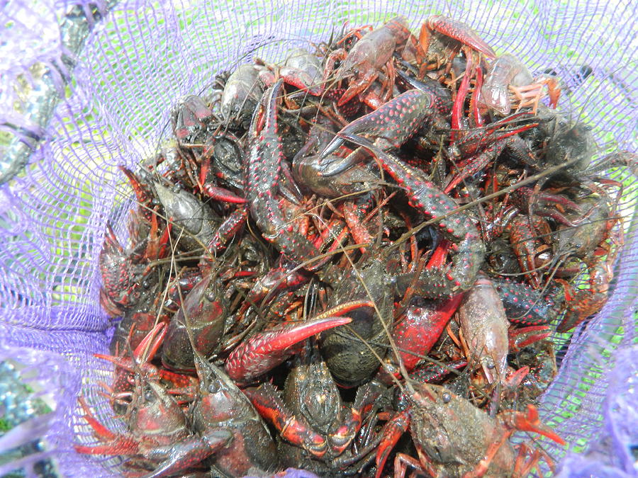 Louisiana Mudbugs Photograph by Nicole Reynaud | Fine Art America