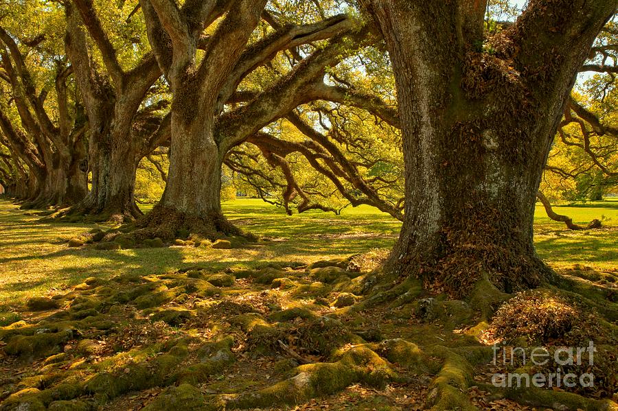 Louisiana Oak Tree Landscape Photograph by Adam Jewell