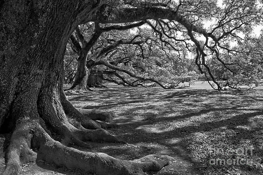 Louisiana Oak Trees In Black And White Photograph by Adam Jewell