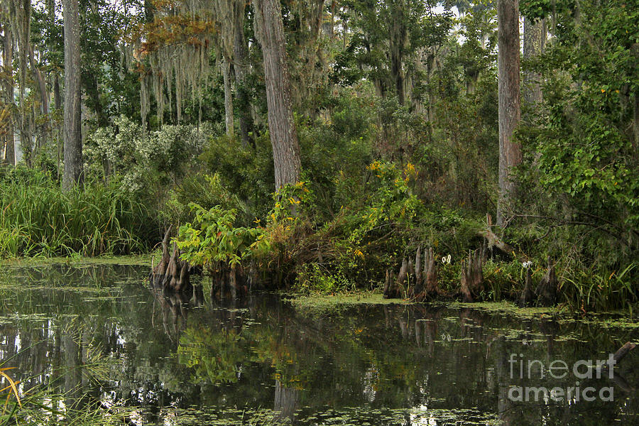 Tree Photograph - Louisiana Scenery by Steven Parker