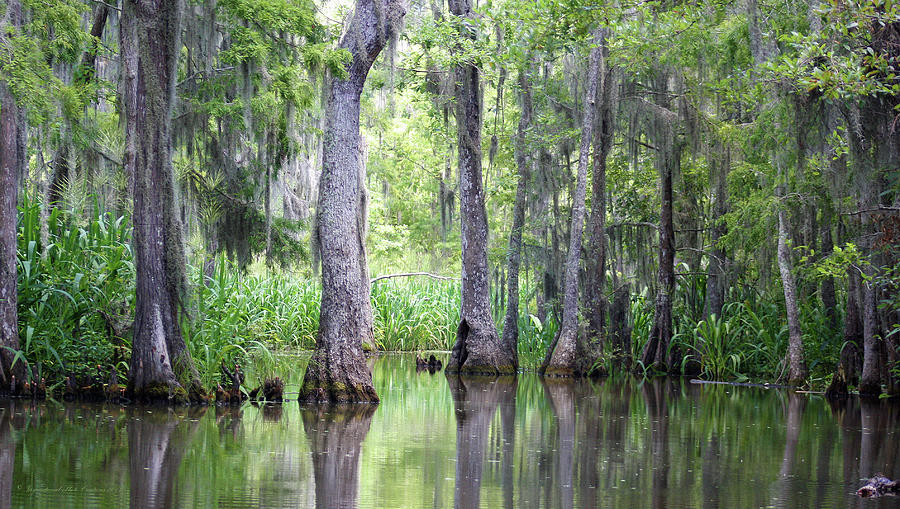 Louisiana Swamp 5 Photograph by Inspirational Photo Creations Audrey ...