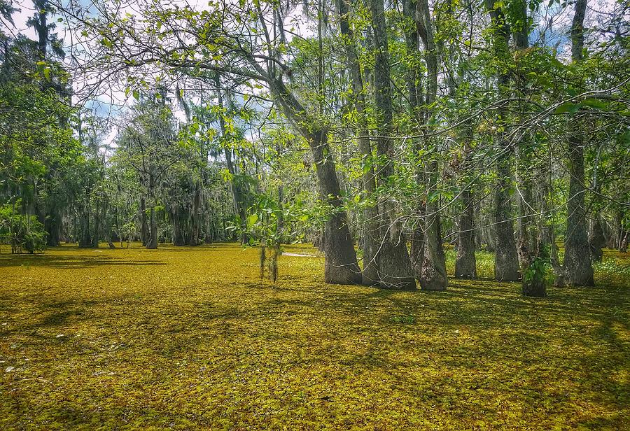 Louisiana Swamp in Gold Photograph by Mary Capriole