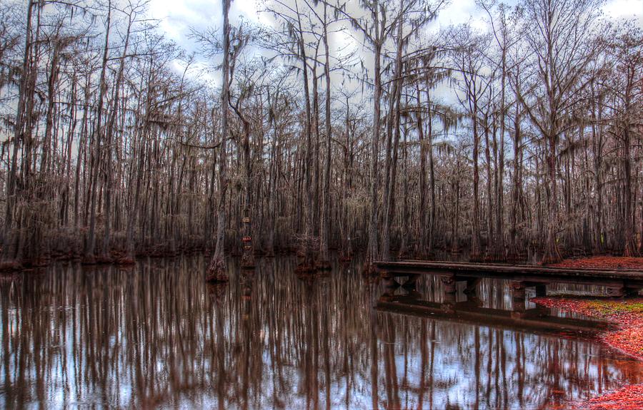 Louisiana Swamp In Winter Photograph by Ester McGuire