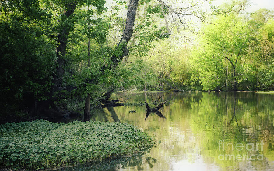 Louisiana Swamp Photograph