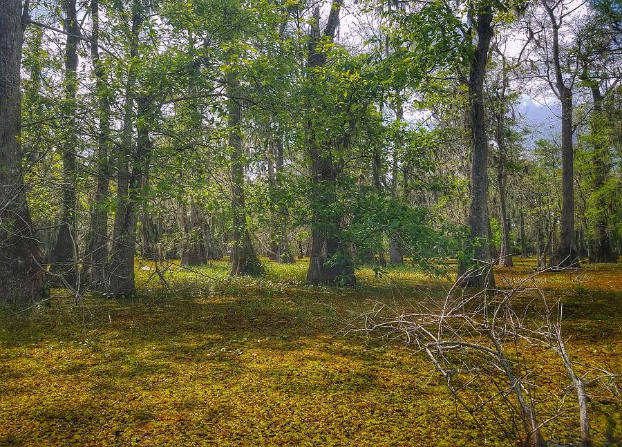 Louisiana Swamp Photograph by Mary Capriole