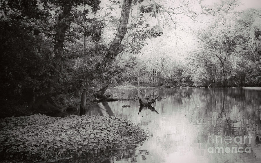 Louisiana Swamp - Vintage Bw Photograph