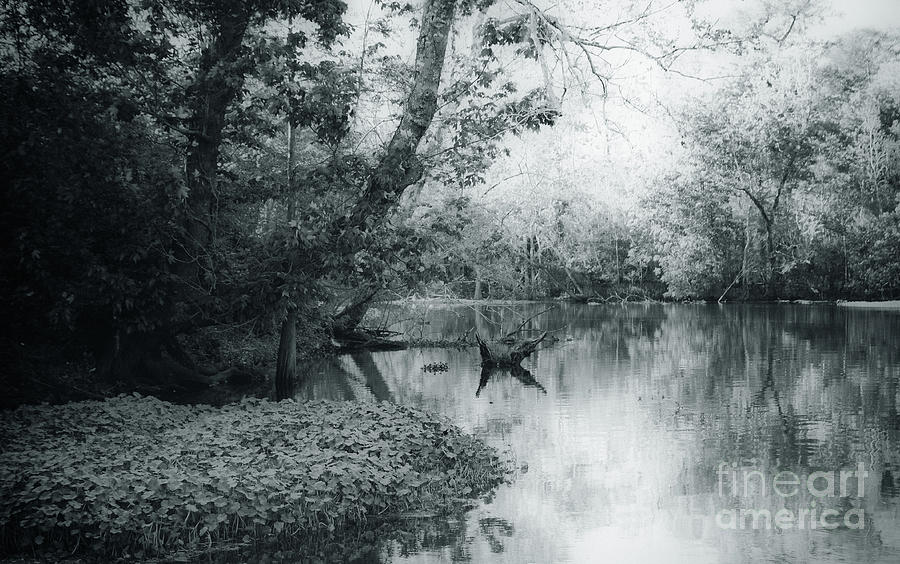 Louisiana Swamp - Vintage  Photograph by Kathleen K Parker