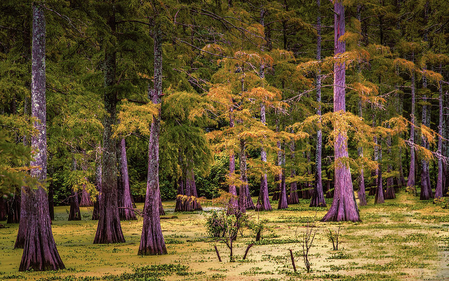 Louisiana Swamps Digital Art by Melinda Dreyer