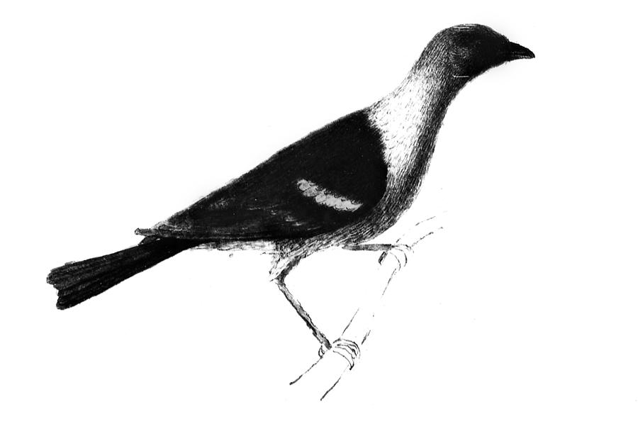 Louisiana Tanager, 1806 Photograph by Granger