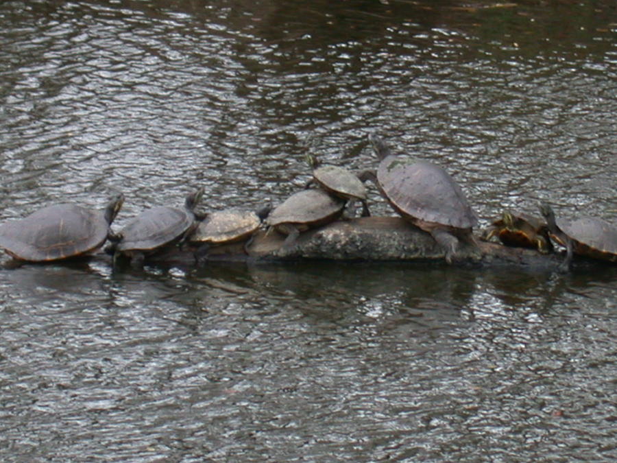 Louisiana Turtles Photograph by Aggy Duveen