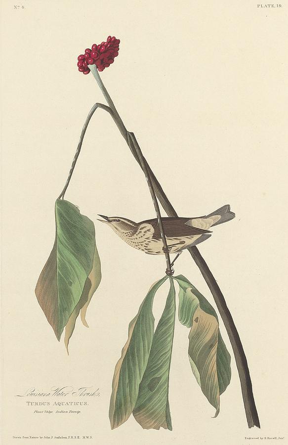 John James Audubon Drawing - Louisiana Water Thrush by Dreyer Wildlife Print Collections 