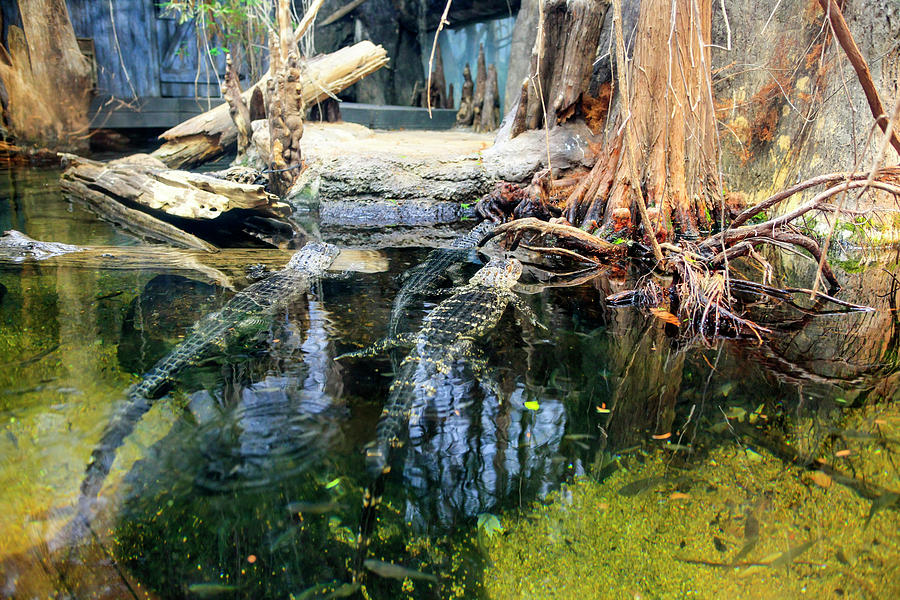 Louisianna Alligators Photograph by Chris Smith