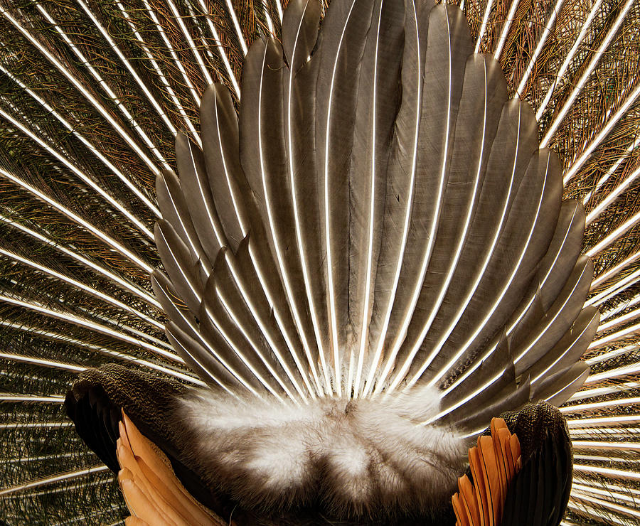 Louisianna Tail Photograph by Jean Noren