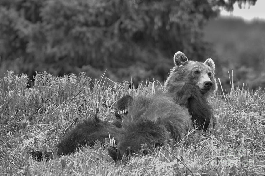 Lounging Banff Grizzly Bear Photograph by Adam Jewell