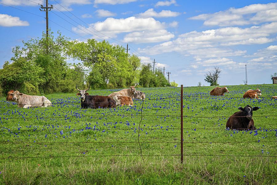 Lounging in the Bluebonnets Photograph by Lynn Bauer