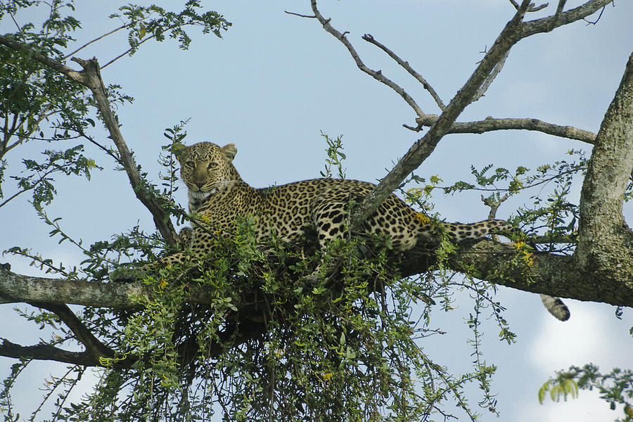 Lounging Leopard Photograph by Michele Burgess