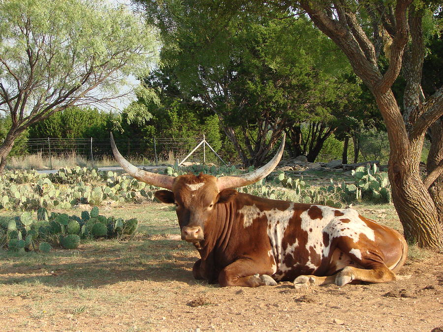 Laid Back Longhorn Photograph by Linda Cox