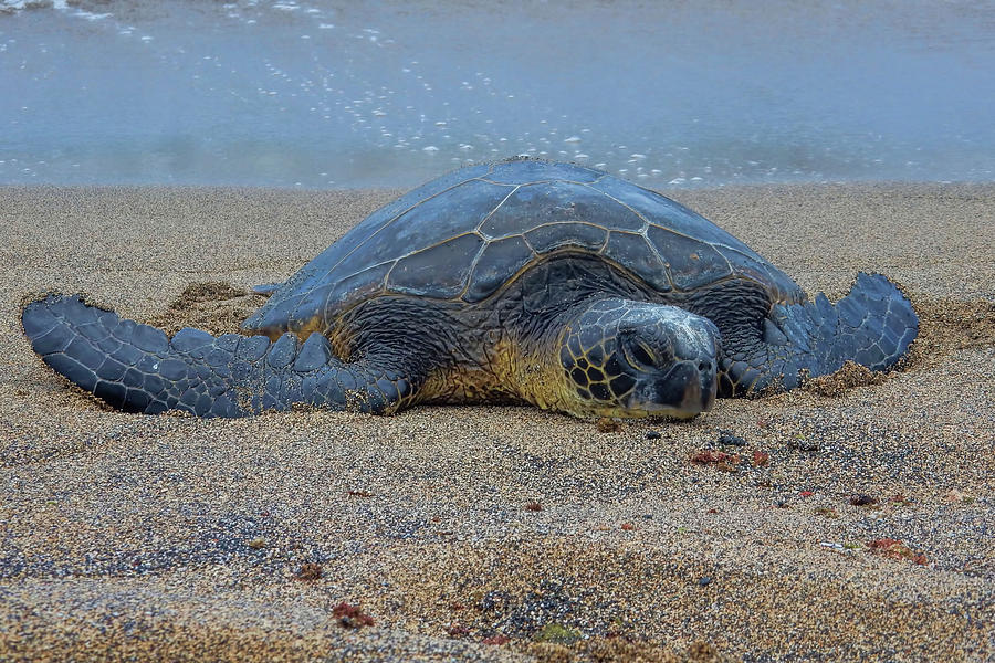 Lounging on the Sand Photograph by Pamela Walton