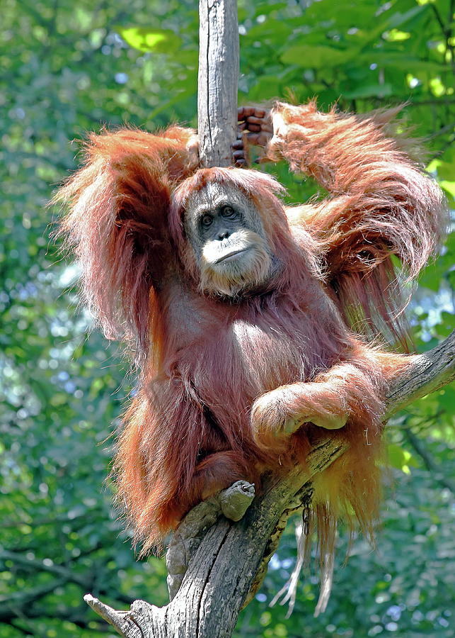 Lounging Orangutan Photograph by Daniel Caracappa - Fine Art America