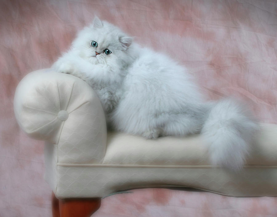 Lounging Persian Cat Photograph by David and Carol Kelly