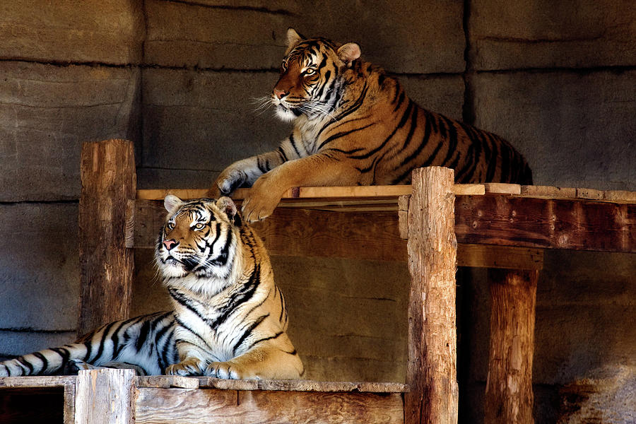 Lounging Tigers 2 Photograph by Lana Trussell