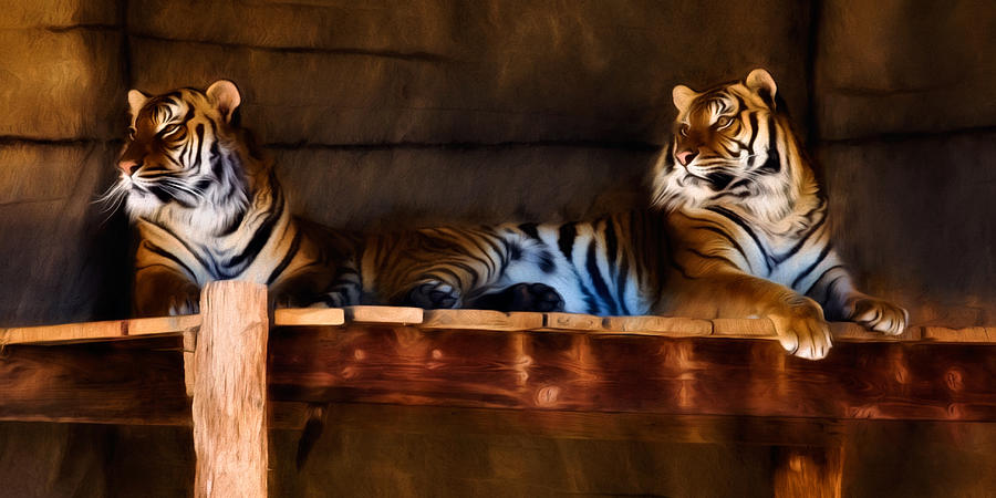 Lounging Tigers Photograph by Lana Trussell