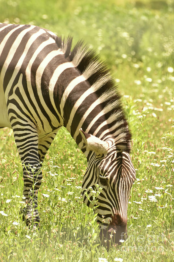 Lovable Little Zebra Wandering Around In Nature Photograph by DejaVu Designs